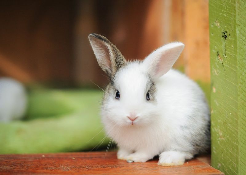Rabbit