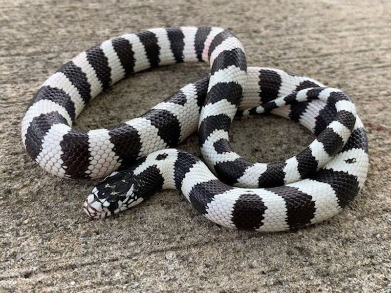 Kingsnake