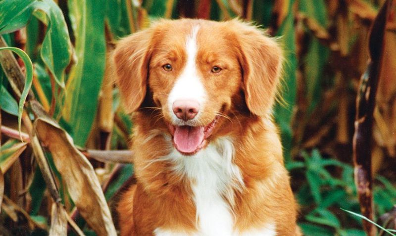 Toller (Nova Scotia Duck Tolling Retriever)