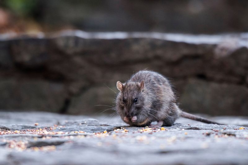 Rat