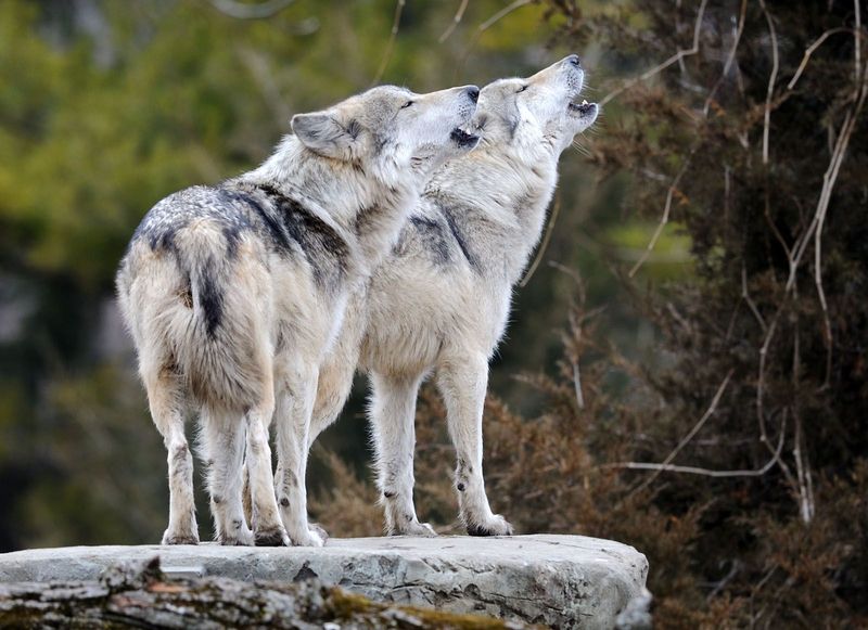 Wolves