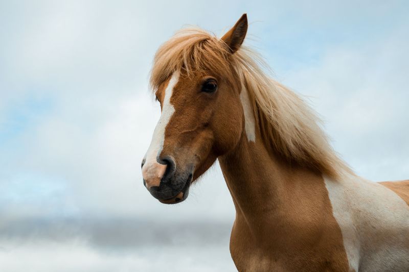 Horses