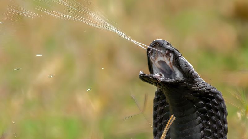 Spitting Cobra's Venomous Spray