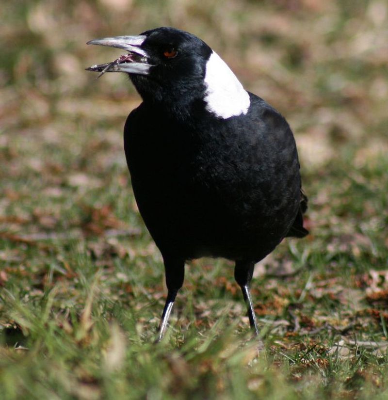 Australian Magpie