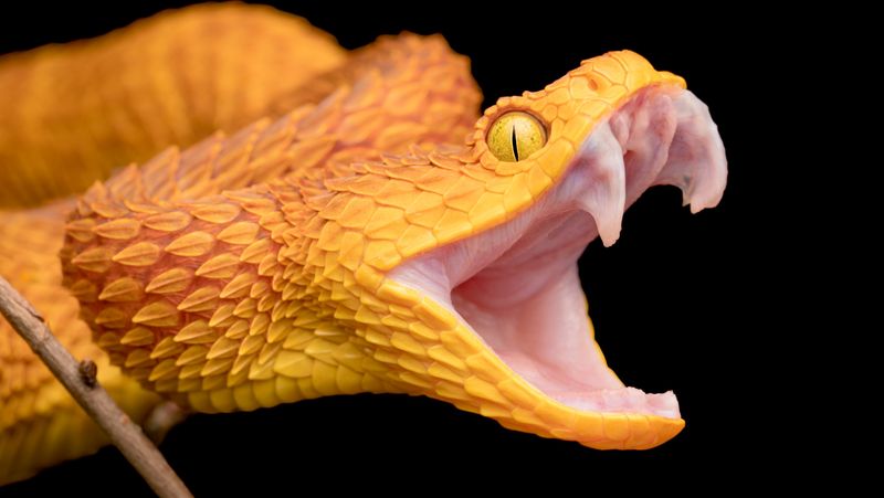 Large Fangs