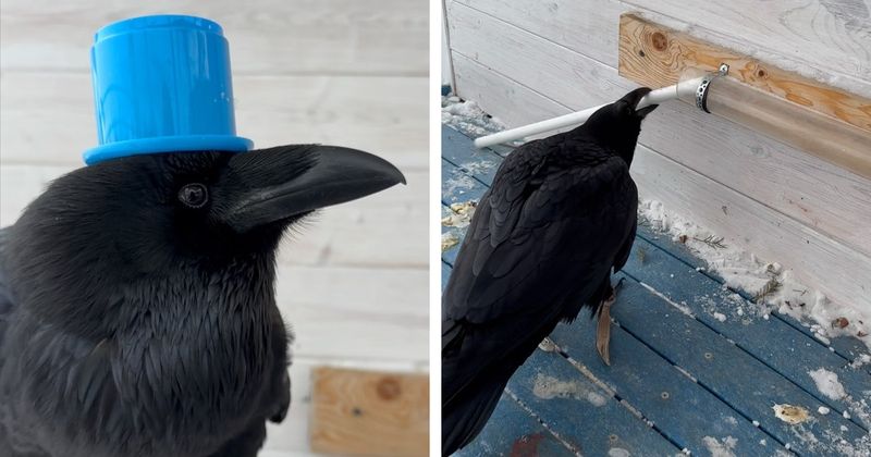 Raven