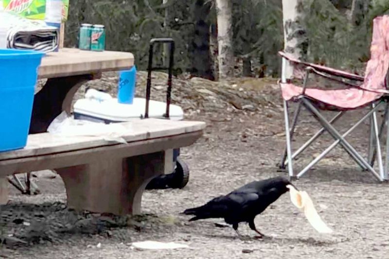 Raven