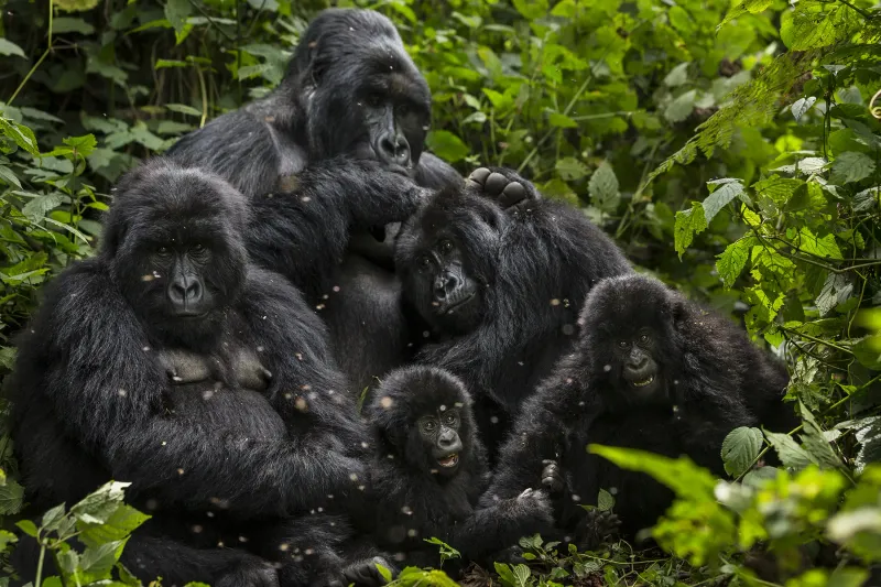 Gorilla