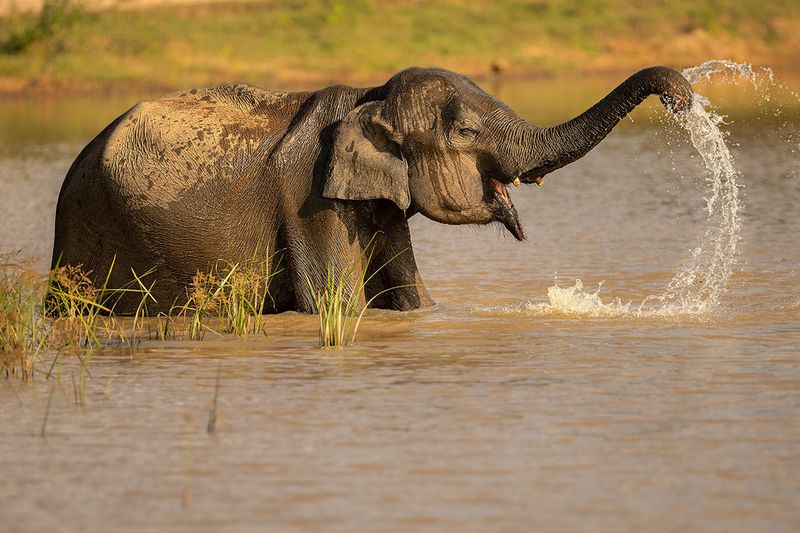 Elephants