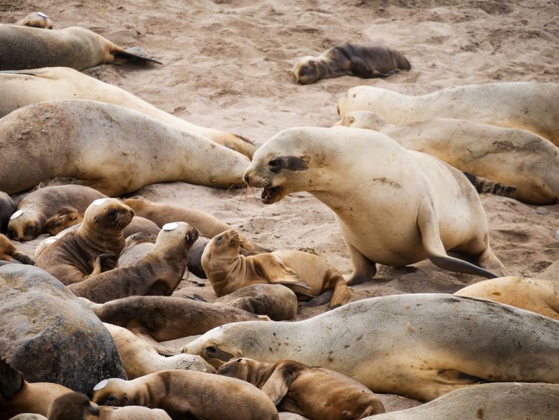 Sea Lions