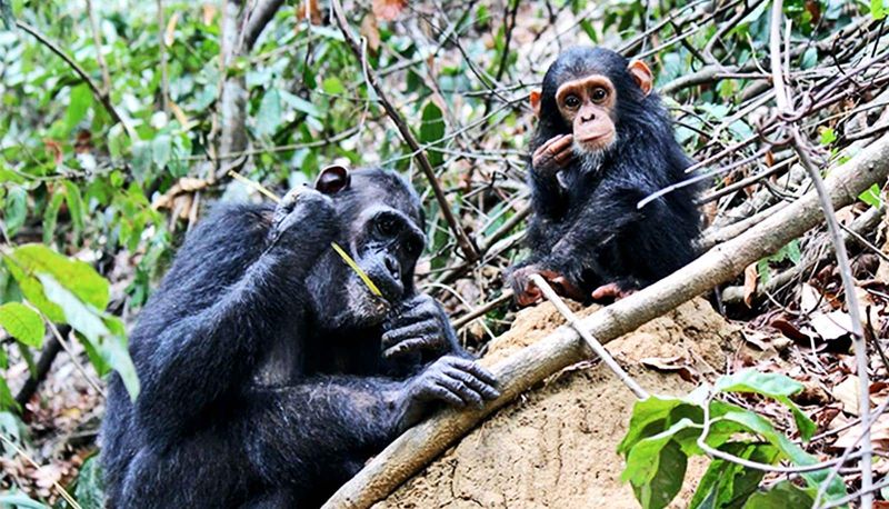 Chimpanzees Making Tools