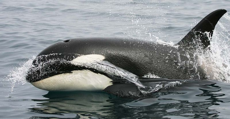Orcas