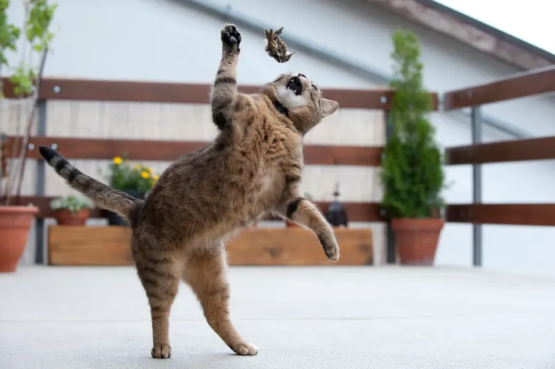 Cats' Hunting Instincts