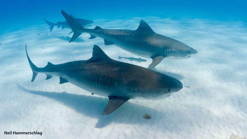 Mysterious Migrations