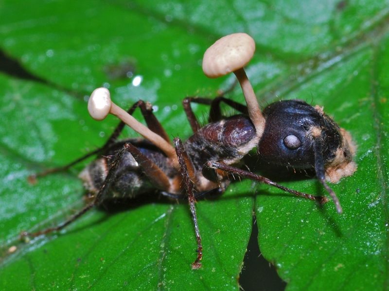Zombie Ants