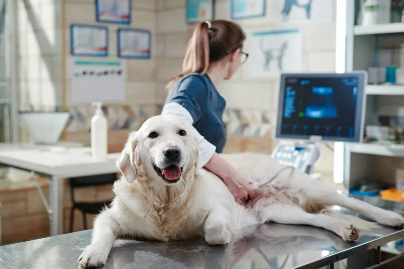 The Importance of Regular Vet Visits