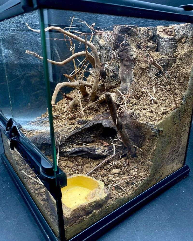Environmental Enrichment and Stimulation