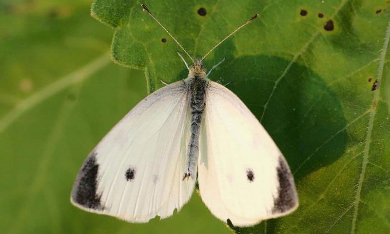 Cabbage White Butterfly