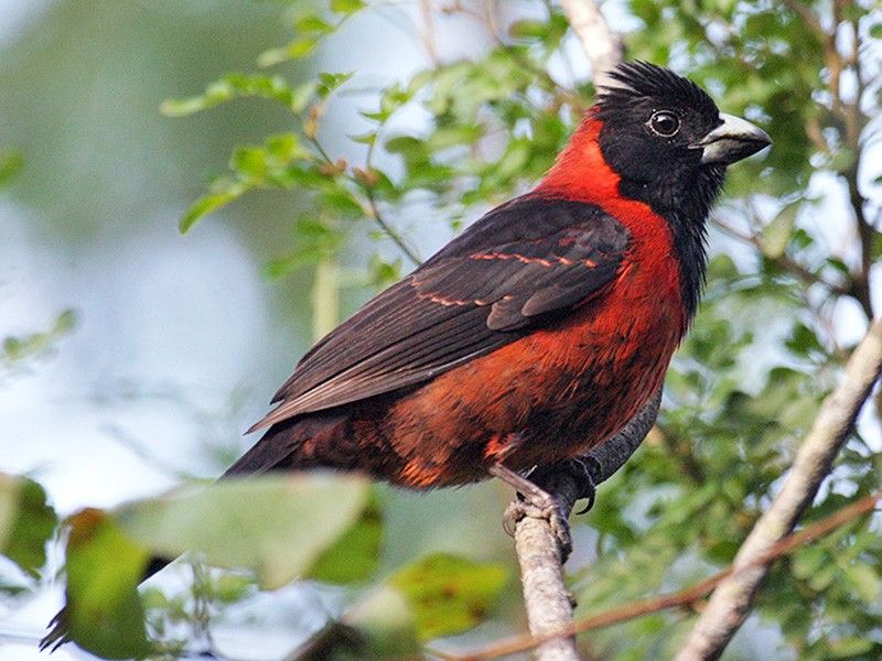 Crimson-collared Grosbeak