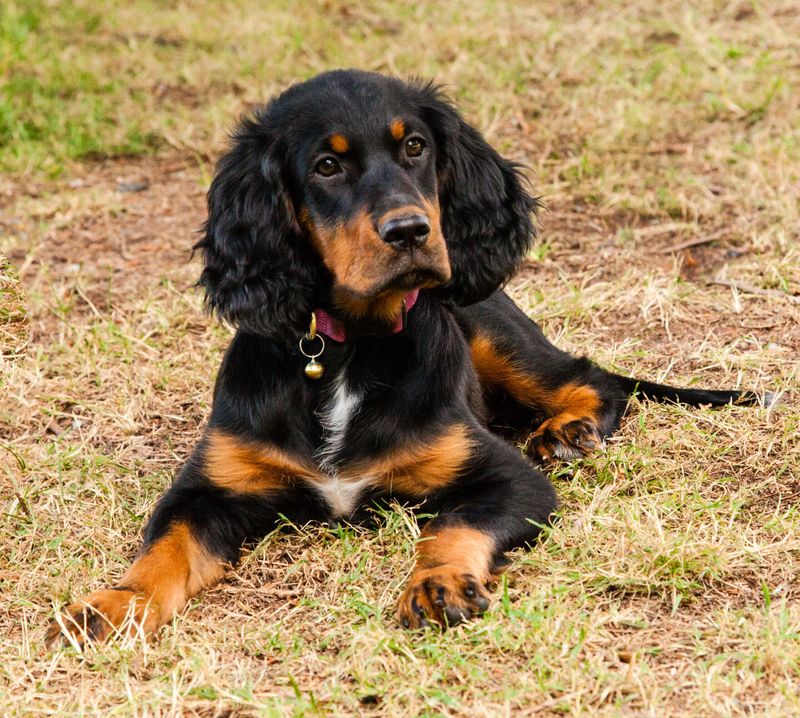 Tri-Color Gordon Setter