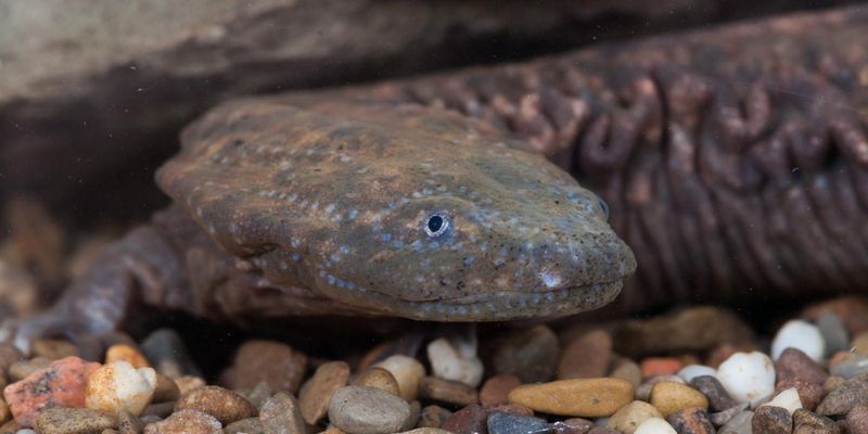 Hellbender Salamander