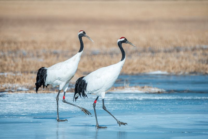 Red-Crowned Crane
