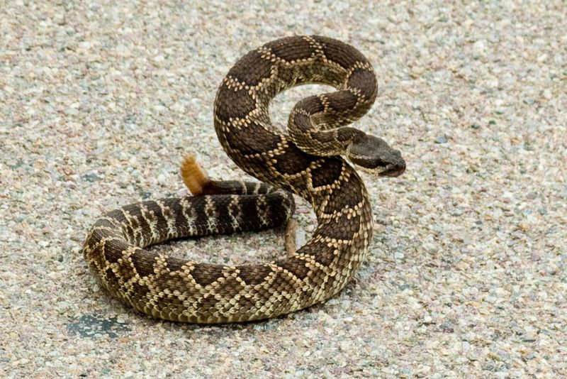 Southern Pacific Rattlesnake