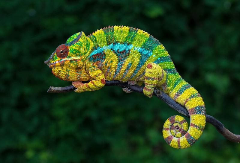 Panther Chameleon