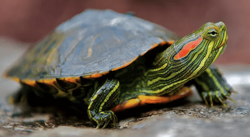Red-Eared Slider