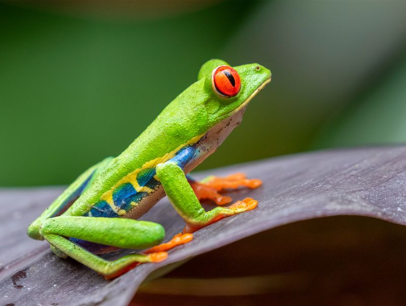 Red-Eyed Tree Frog