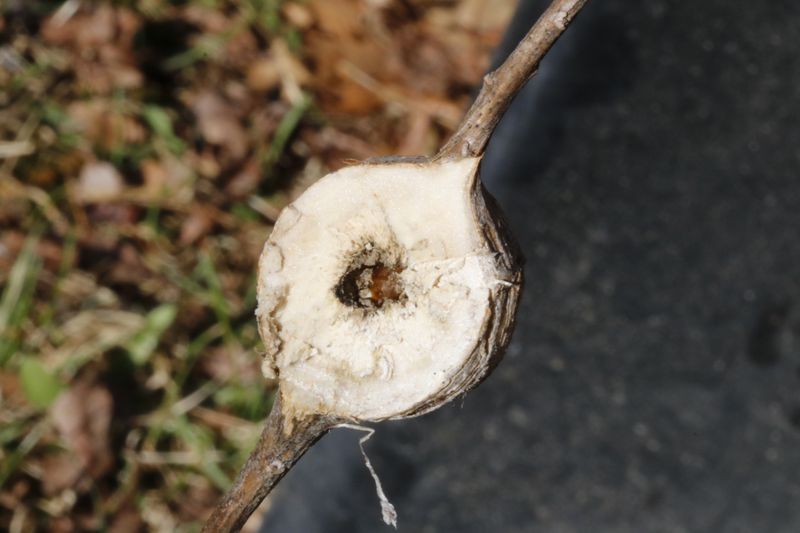Goldenrod Gall Fly Larva