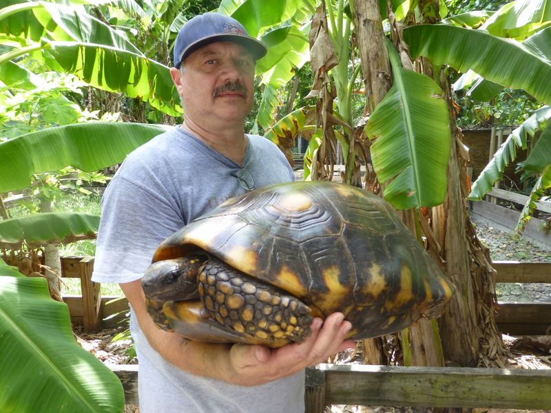 Yellow-Footed Tortoise