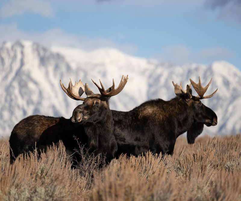 Moose