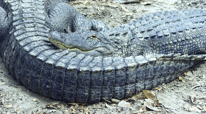 Alligator