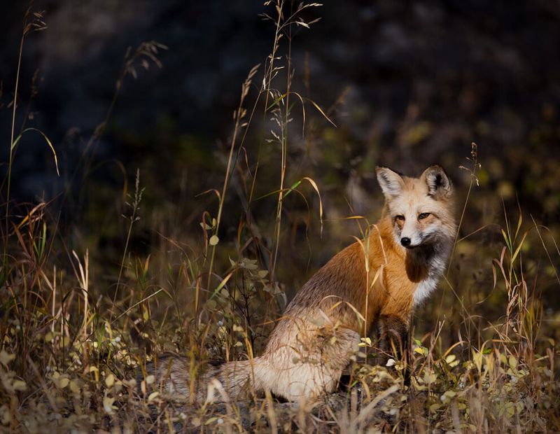 Red Fox
