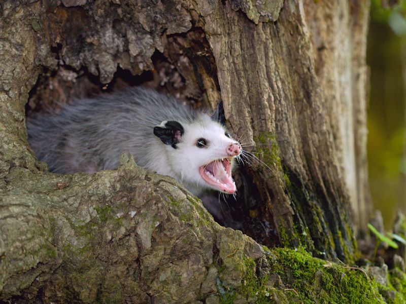Opossums