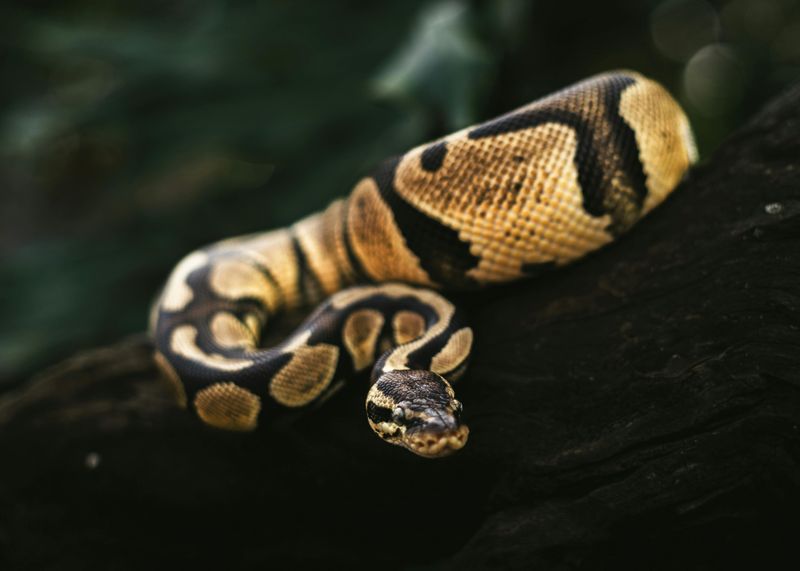 Ball Pythons