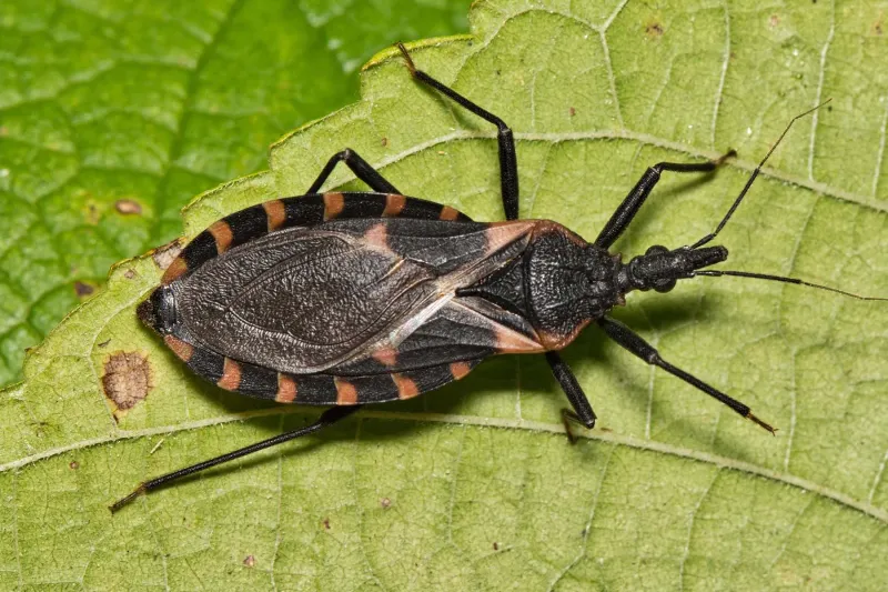 Kissing Bug