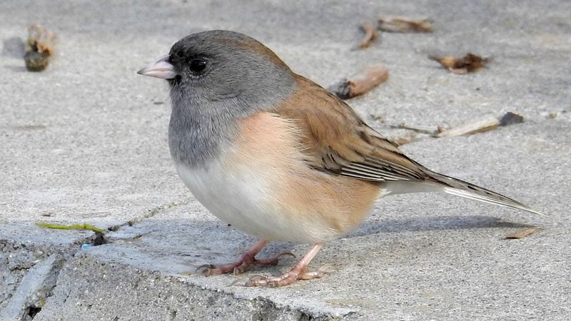 Junco