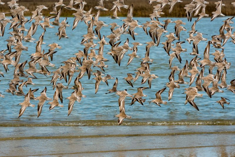 Red Knot