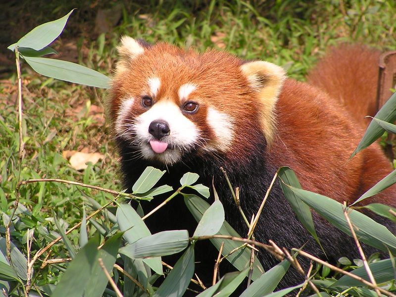Red Panda