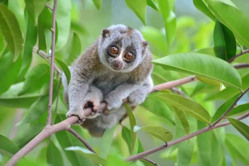 Bengal Slow Loris