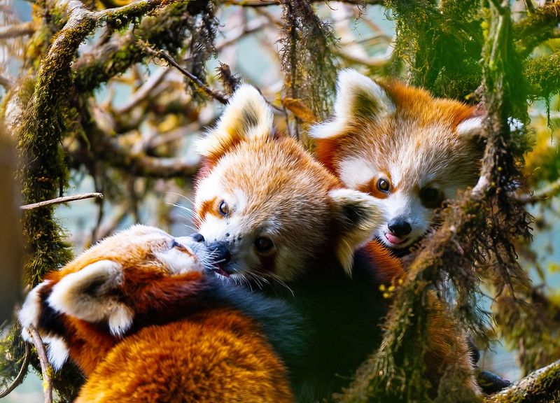Red Panda
