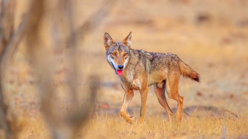Indian Wolf