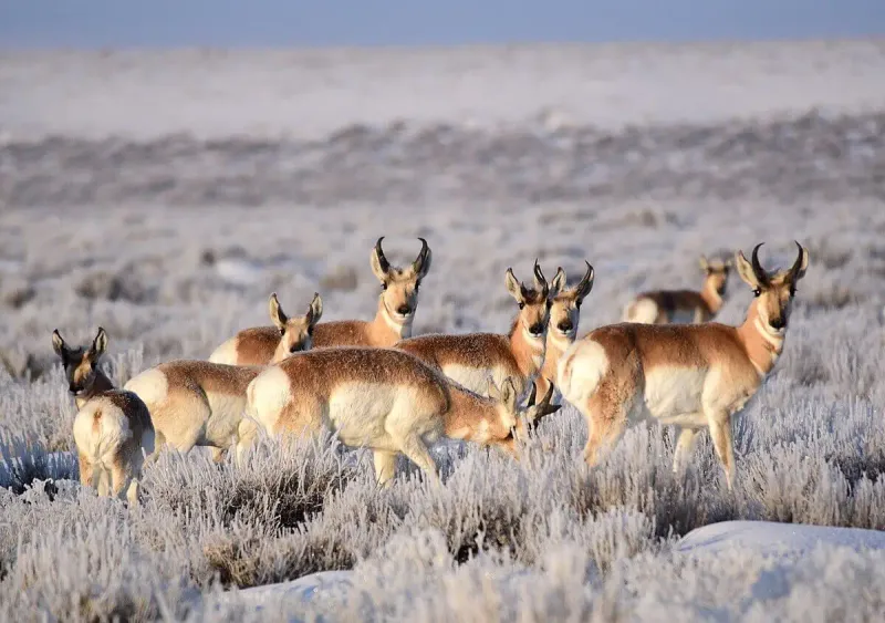 Sonoran Pronghorn