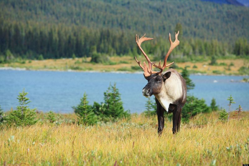 Woodland Caribou