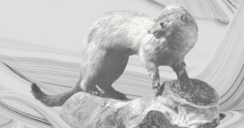 Sea Mink