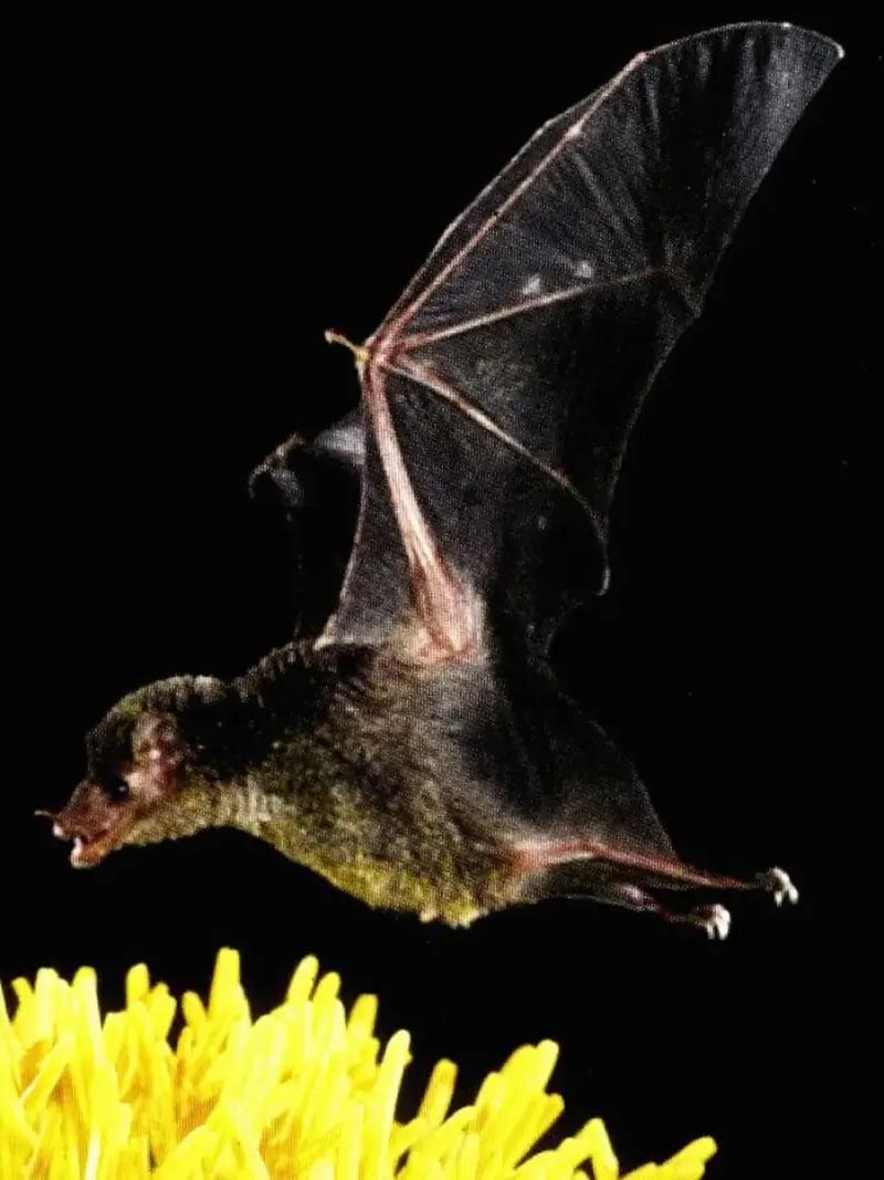 Mexican Long-nosed Bat
