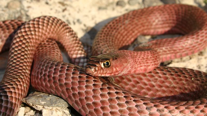 Coachwhip