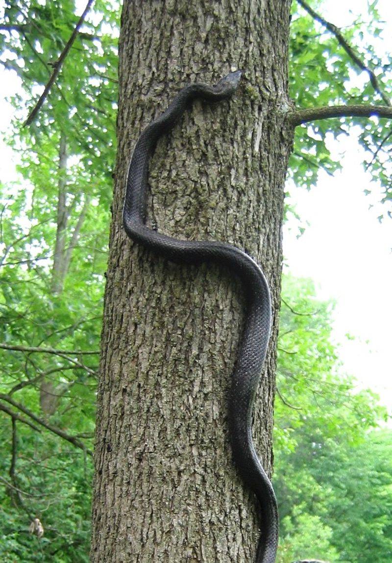 Eastern Rat Snake